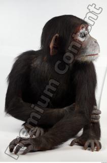 Chimpanzee - Pan troglodytes 0069